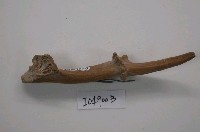 藏品(步氏麂(相似種)(模))的圖片